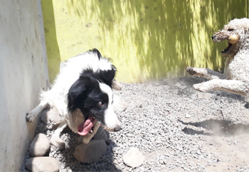 Perro jugando en Vida Canina