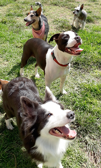 Perro jugando en Vida Canina