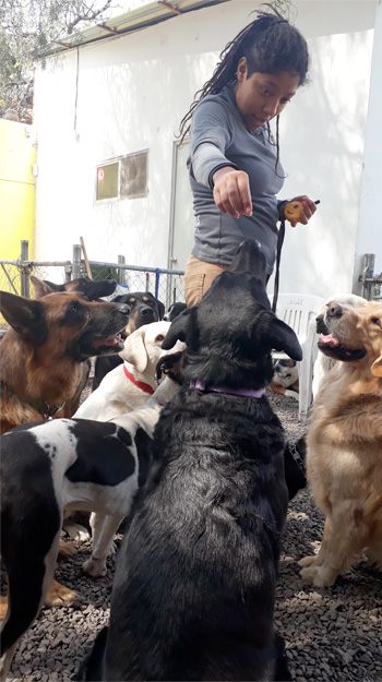 Perro jugando en Vida Canina