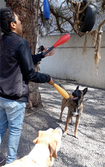 Perro jugando en Vida Canina