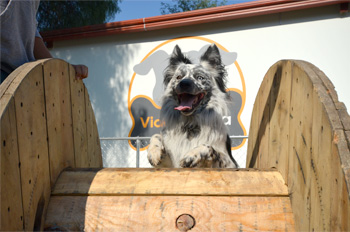 Perro jugando en Vida Canina