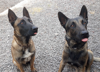 Perro jugando en Vida Canina