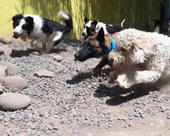 Perro jugando en Vida Canina