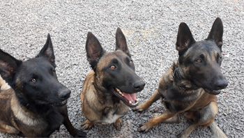 Perro jugando en Vida Canina