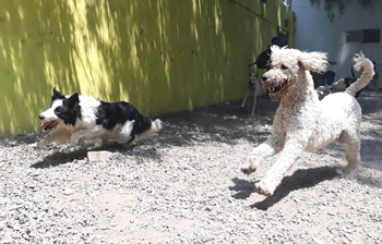 Perro jugando en Vida Canina