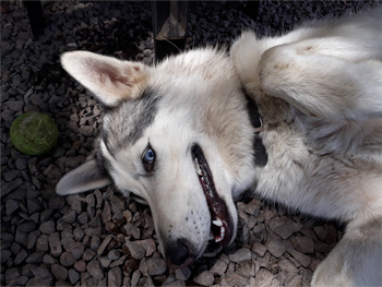 Perro jugando en Vida Canina