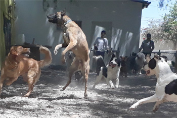 Perro jugando en Vida Canina