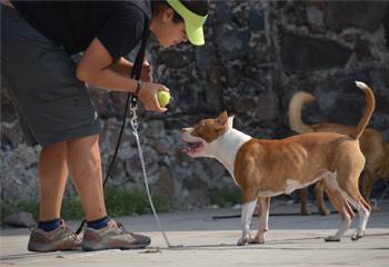 Perro jugando en Vida Canina