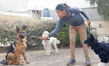 Perro jugando en Vida Canina
