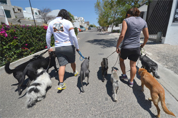 Paseos de Vida Canina