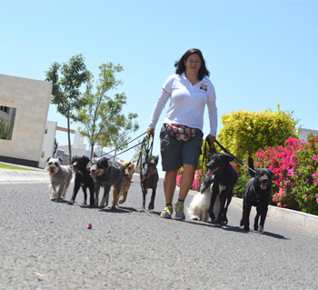 Paseos de Vida Canina
