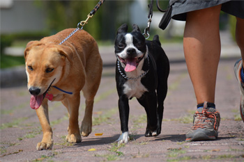 Paseos de Vida Canina