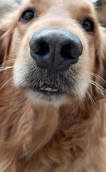 Perro en guardería de Vida Canina