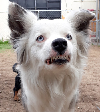 Perro en pensión de Vida Canina