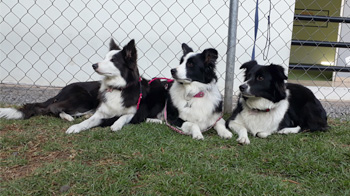 Perro en pensión de Vida Canina