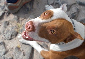 Perro en guardería de Vida Canina