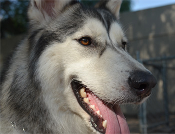 Perro en pensión de Vida Canina