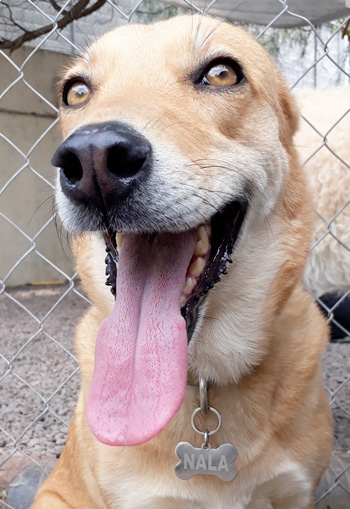 Perro en pensión de Vida Canina