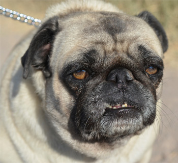 Perro en pensión de Vida Canina