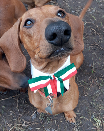 Perro en guardería de Vida Canina
