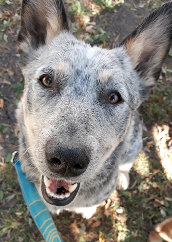 Perro en pensión de Vida Canina