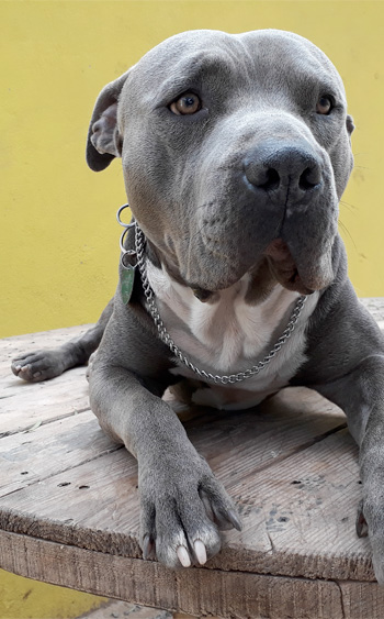 Perro en pensión de Vida Canina