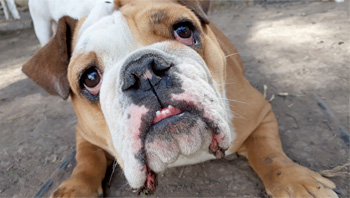 Perro en guardería de Vida Canina