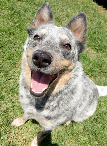 Perro en guardería de Vida Canina