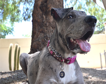 Perro en pensión de Vida Canina