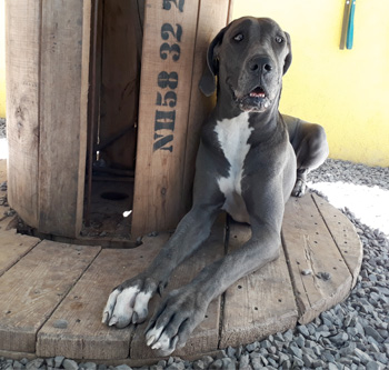 Perro en guardería de Vida Canina