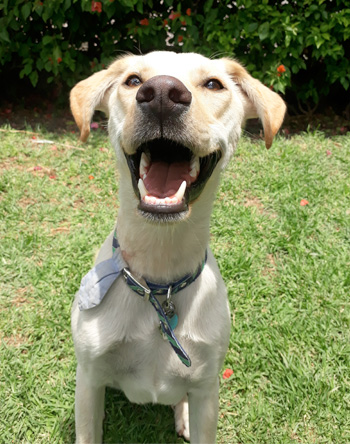 Perro en guardería de Vida Canina