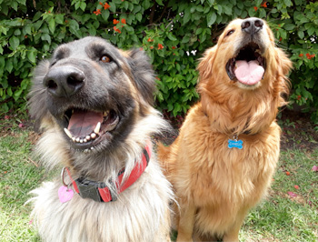 Perro en guardería de Vida Canina