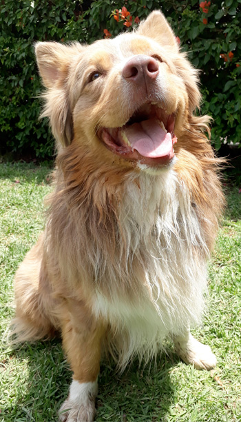 Perro en pensión de Vida Canina