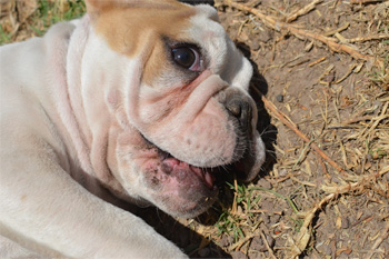 Perro en pensión de Vida Canina