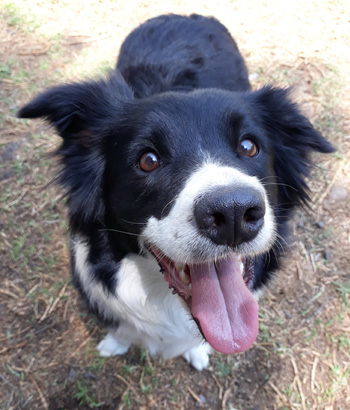 Perro en pensión de Vida Canina