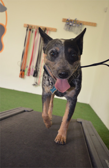 Entrenamiento de Vida Canina