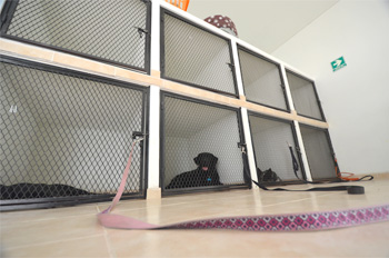 Instalaciones de Vida Canina