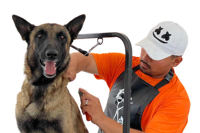 Grooming en Vida Canina