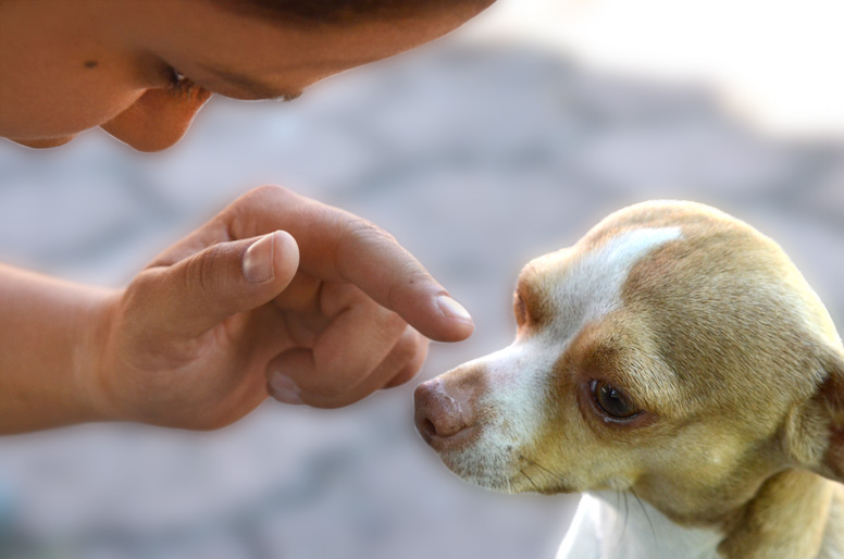 Nayeli Sánchez entrenando a perro Raza Chihuaheño